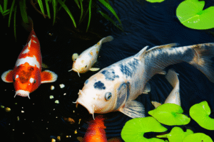 Mastering Koi Feeding: Tips and Tricks for Healthy Growth