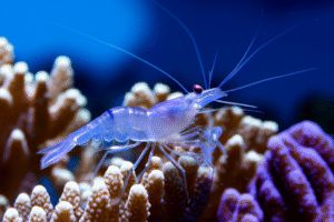 Meet the Underwater Gardeners: How Coral Shrimp Enhance Your Tank