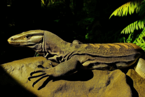 Unleashing the Secrets of Keeping a Water Monitor as a Pet